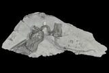 Platycrinites Crinoid Plate - Crawfordsville, Indiana #115084-1